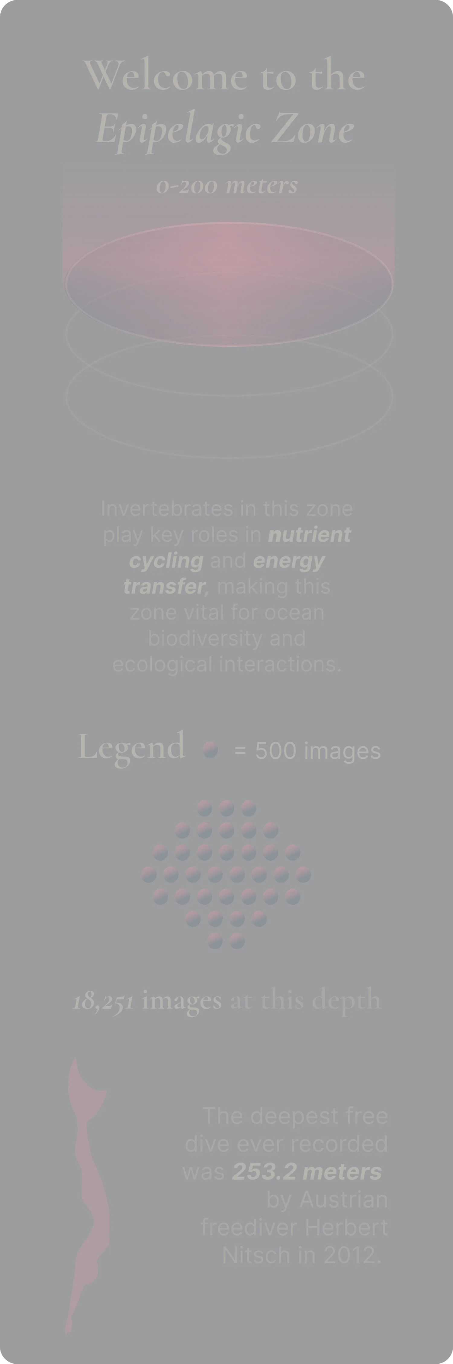 Epipelagic zone specimen card, Gastropoda