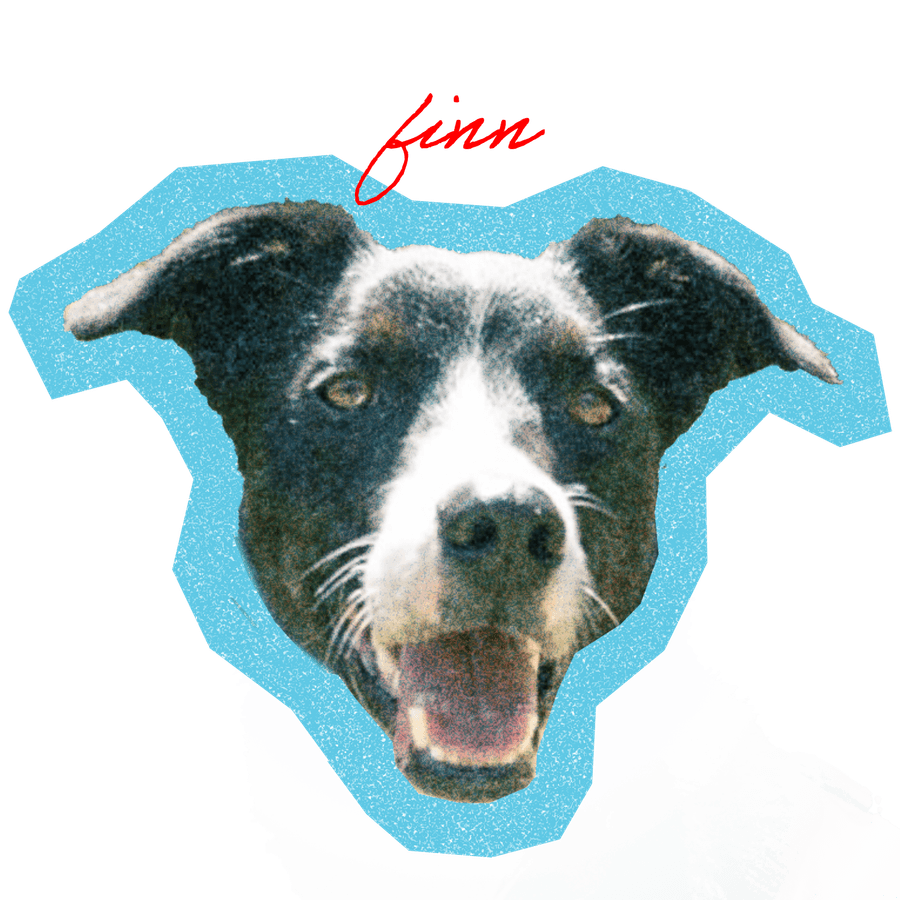 Finn, a border collie mix