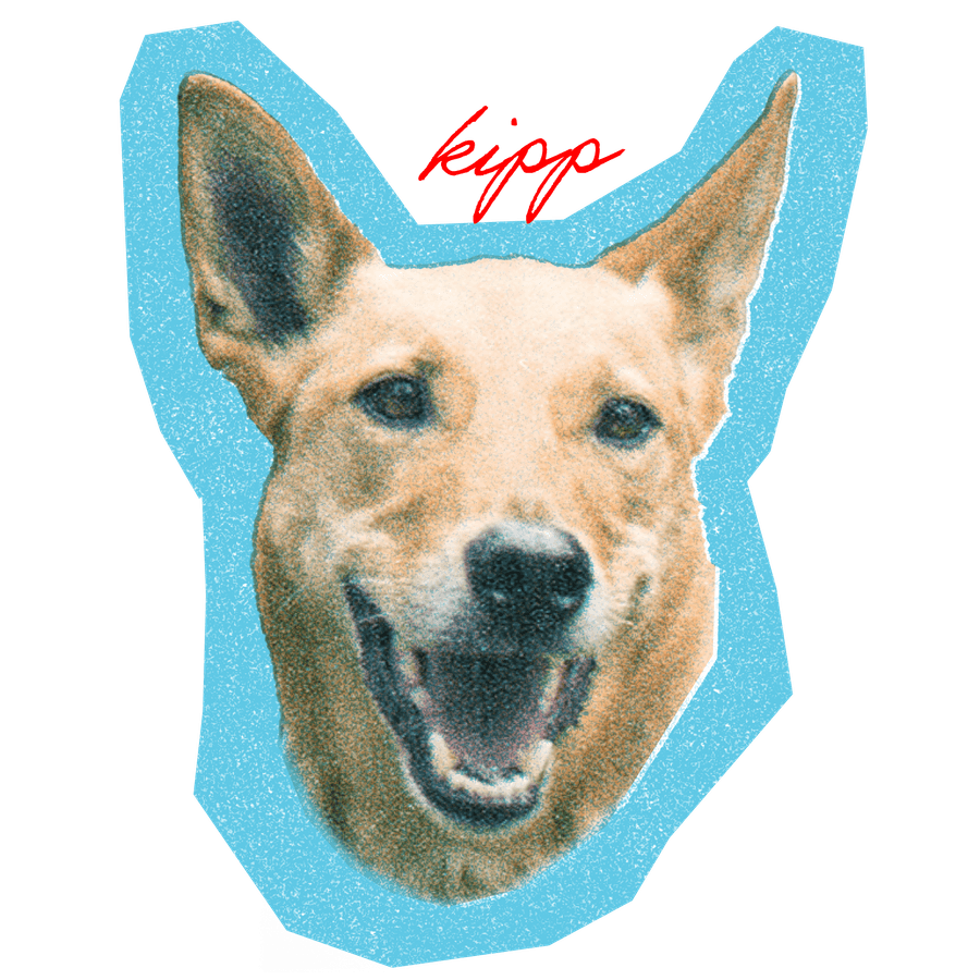 Kipp, a tan mixed breed dog
