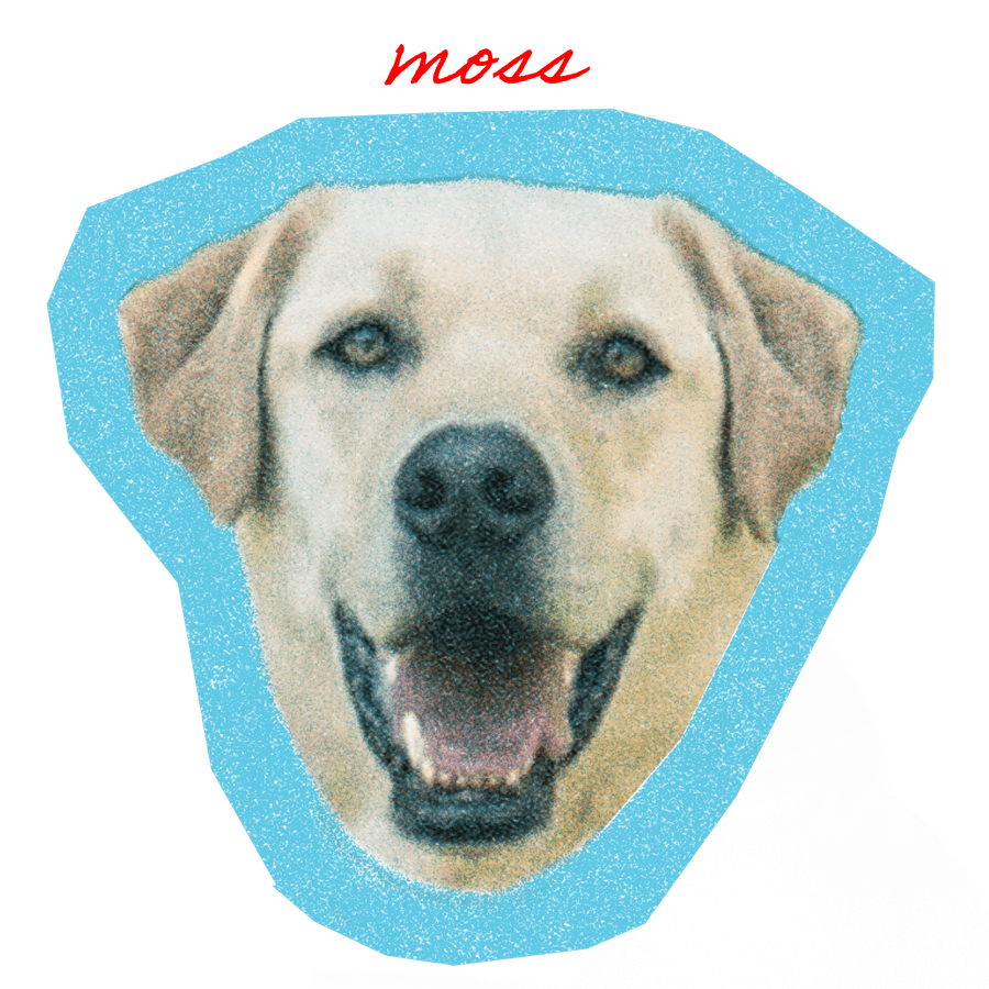 Moss, a yellow labrador retriever
