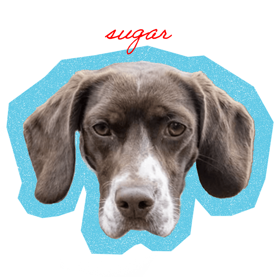 Sugar, a German shorthaired pointer